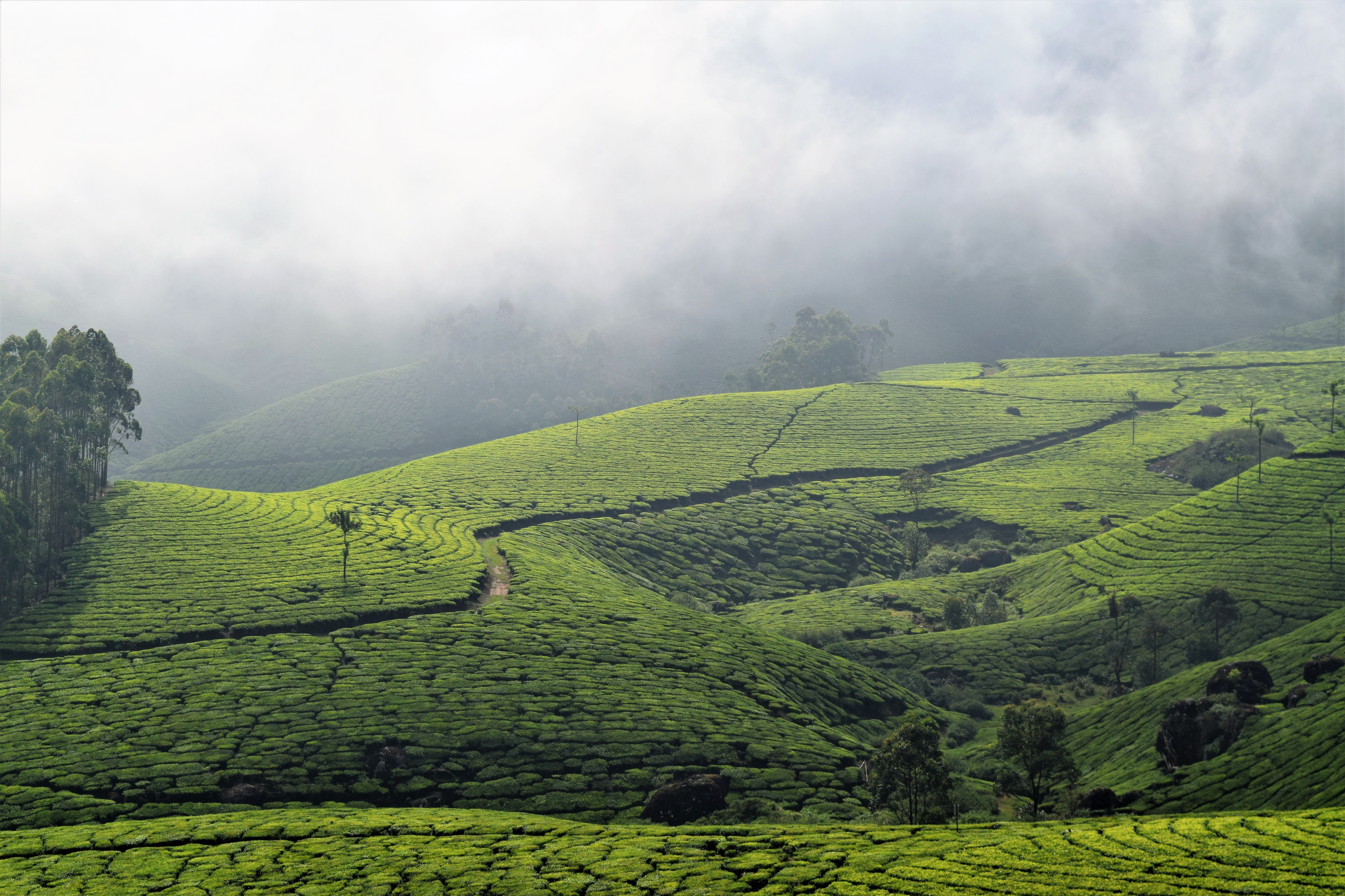 Kerala Lovalble Honeymoon